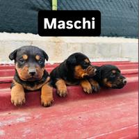 Disponibili cuccioli di dobermann