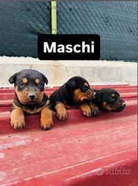 Disponibili cuccioli di dobermann