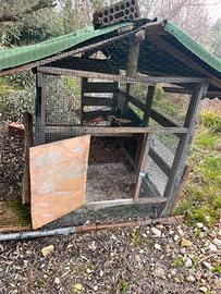 Galline Pollaio casetta