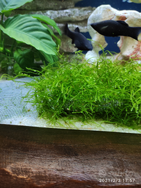 Piante x acquario muschio per caridine