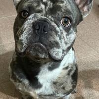 Bulldog francese