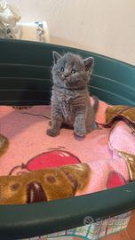 Cuccioli British Shorthair Blu