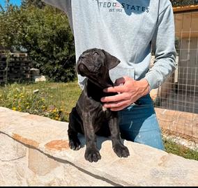 Cuccioli 80 gg di cane corso