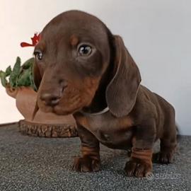 Bassotto cioccolato con Pedigree Enci