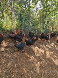 Coppia galline auraucana inglesi e galline marans