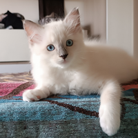 Cuccioli Ragdoll