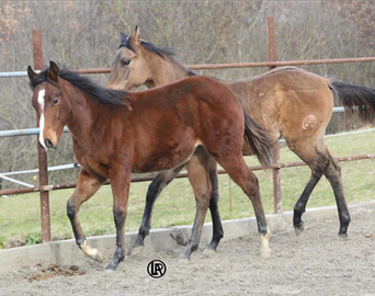 Remuda walhalla snap