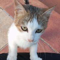 Gattini di circa 3 mesi