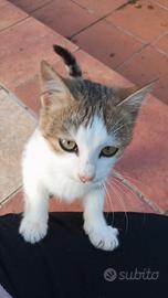 Gattini di circa 3 mesi