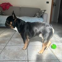 Bulldog francese disponibile per monta