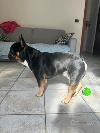 Bulldog francese disponibile per monta