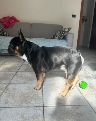 Bulldog francese disponibile per monta