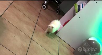 Furetto albino