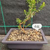 Bonsai di Mirto Tarantino (Myrtus Tarentina) 111