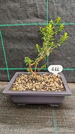 Bonsai di Mirto Tarantino (Myrtus Tarentina) 111