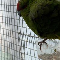 Kakariki una femmina 2024