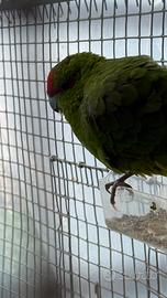 Kakariki una femmina 2024