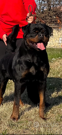 Rottweiler stallone per monte