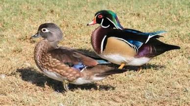 Anatra carolina ancestrale