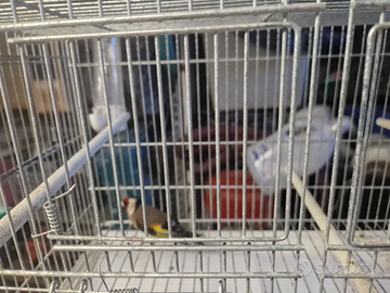 Coppie di cartellino con canarini di razza