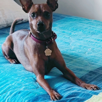 Pinscher Nano maschio per accoppiamento