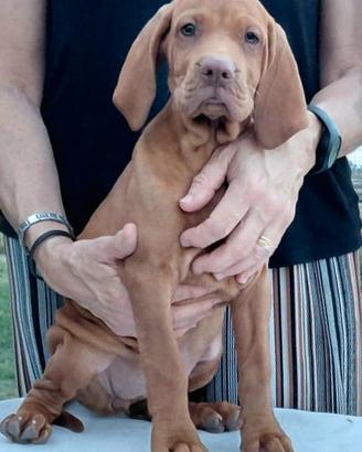 Bracco ungherese, Vizsla  2 mesi