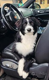 Mix border collie di circa 9 mesi