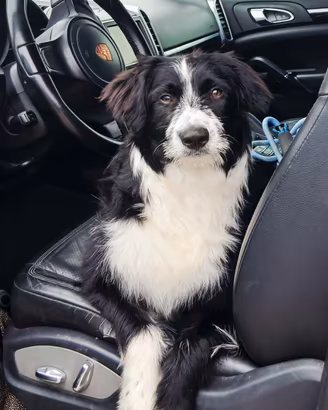 Mix border collie di circa 9 mesi
