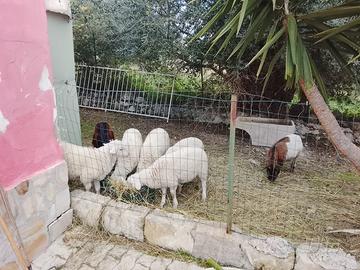 Capre e pecore