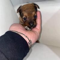 Cuccioli di maltipoo toy da borsetta