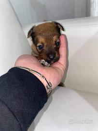 Cuccioli di maltipoo toy da borsetta