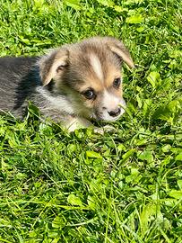 Welsh Corgi Pembroke