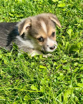 Welsh Corgi Pembroke