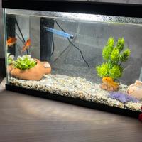 Acquario da 17 Litri