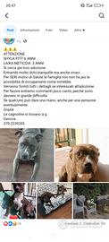 Famiglia affidataria per i miei cani