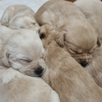 Cuccioli di puro labrador retriver