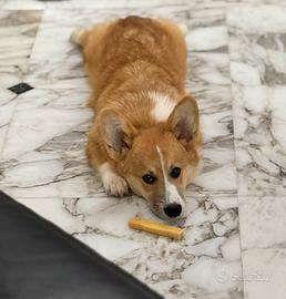 Cane Corgi