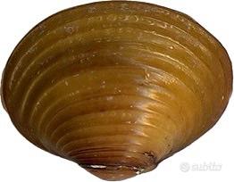 Corbicula Fluvialis ( vongole d'acqua dolce )