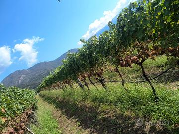 Terreno agricolo