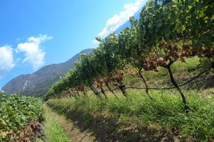 Terreno agricolo