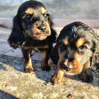 Cuccioli di Cocker