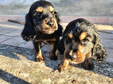Cuccioli di Cocker
