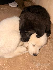 Cuccioli di cane