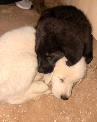 Cuccioli di cane