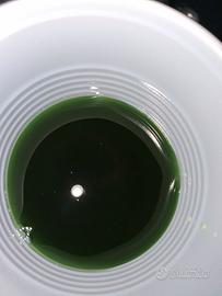 Fitoplancton synechococcus per acquario marino