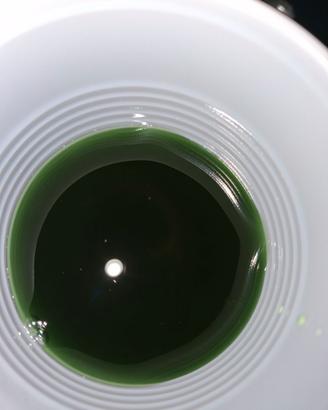 Fitoplancton synechococcus per acquario marino