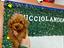 Immagine 4