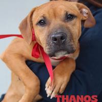 Adozione cuccioli di pitbull in canile a Roma nord