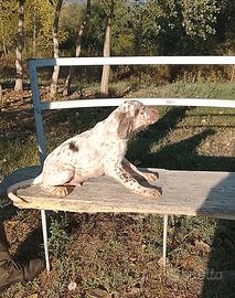 Cucciolo setter inglese