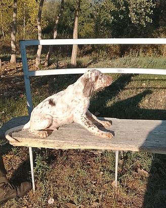 Cucciolo setter inglese